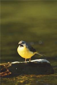 Wagtail Bird Journal