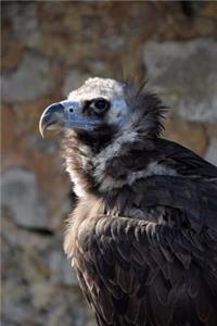 Black Vulture Bird Journal