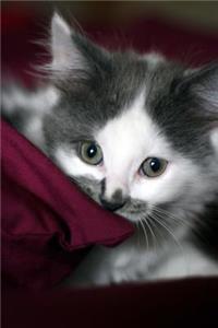 Darling Little Gray and White Kitten Journal