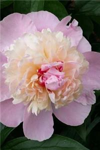 An Exquisite Pink and Cream Peony in Full Bloom Spring Flower Journal