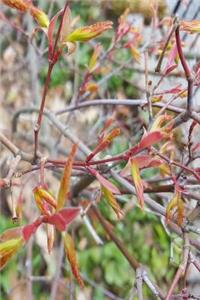 Journal Japanese Maple Spring Buds