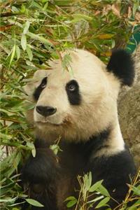A Panda Says Hello Journal