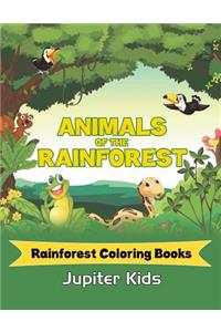 Animals Of The Rainforest