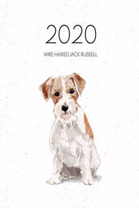 2020 Wire Haired Jack Russell
