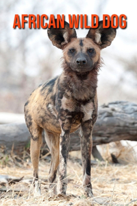 African Wild Dog
