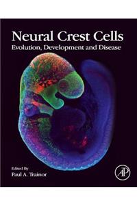 Neural Crest Cells