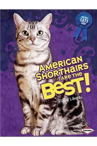 American Shorthairs Are the Best!