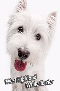 West Highland White Terrier