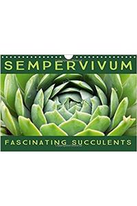 Sempervivum Fascinating Succulents 2018