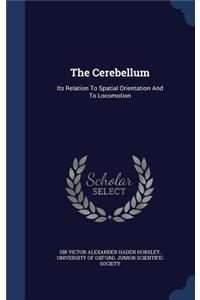 Cerebellum