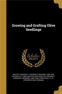 Growing and Grafting Olive Seedlings