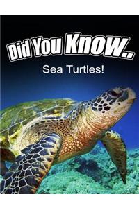 Sea Turtles