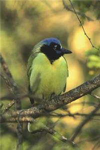 Green Jay Bird Journal