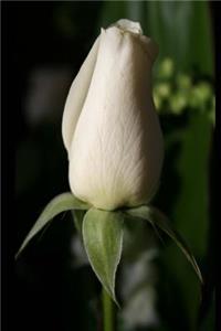 Journal Flower Pretty White Rosebud