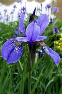 Gorgeous Blue Iris Up Close Flower Journal