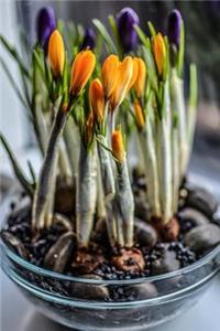 Pretty Purple and Yellow Spring Crocus Flowers in a Bowl Journal