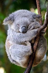 Koala Bear Lovers 2020 Weekly Monthly Planner