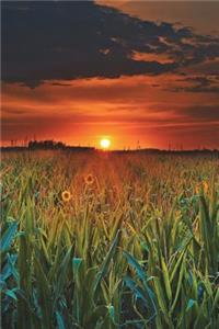 Red Skies and Sunflowers
