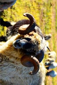 Big Horn Sheep in Turkey Journal