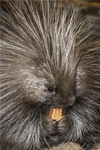 Prickly Porcupine Portrait Journal