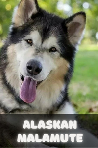 Аlаskаn Mаlаmutе