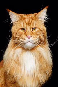 Maine Coon