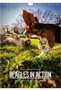 Beagles in Action 2017