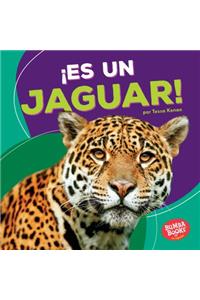 ¡es Un Jaguar! (It's a Jaguar!)
