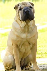 Chinese Shar Pei