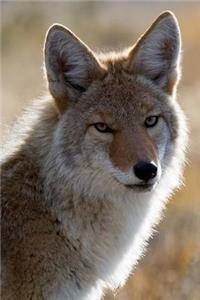 Coyote in the Sun Animal Journal