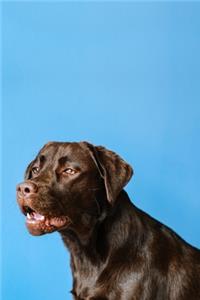 Labrador Retriever Dog Pup Puppy Doggie Notebook Bullet Journal Diary Composition Book Notepad - Bored Eyes