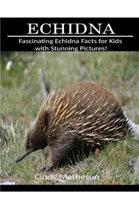 Echidna: Fascinating Echidna Facts for Kids with Stunning Pictures!