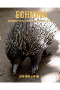 Echidna: Incredible Pictures and Fun Facts about Echidna