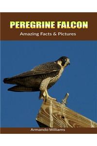 Peregrine Falcon: Amazing Facts & Pictures