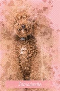 Labradoodle