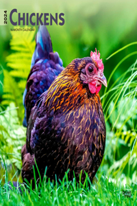 CHICKENS 2024 SQUARE