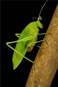 Climbing Green Grasshopper Journal