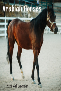 Arabian Horses 2021 Wall Calendar