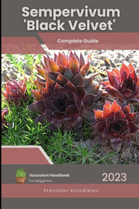 Sempervivum 'Black Velvet'