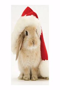 Santa Bunny Notecards