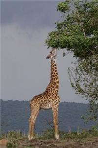 Giraffe Feeding Journal