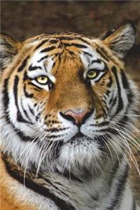 Siberian Tiger Journal