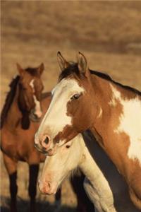 Equine Journal Pinto Herd