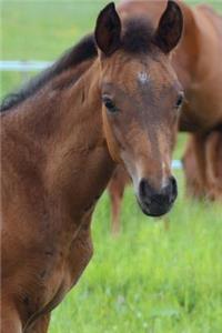 Precious Little Brown Foal with a Black Mane in the Pasture Horse Journal
