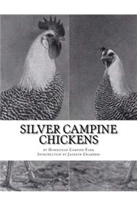 Silver Campine Chickens
