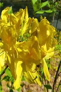 Journal Springtime Blooming Rhododendron