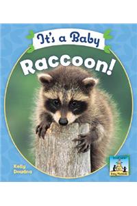 It's a Baby Raccoon