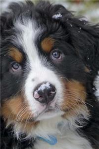 Bernese Mountain Dog Puppy with a Nose Covered in Snow Journal