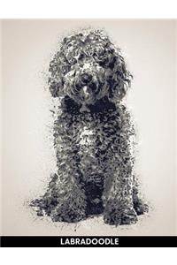 Labradoodle