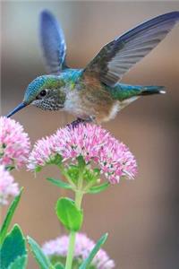 Beautiful Blue Green Hummingbird on Pink Flowers